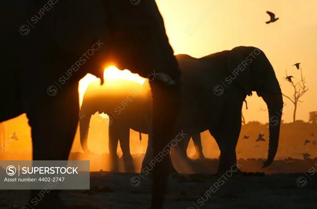 Silhouette of African elephants, Savuti, Botswana