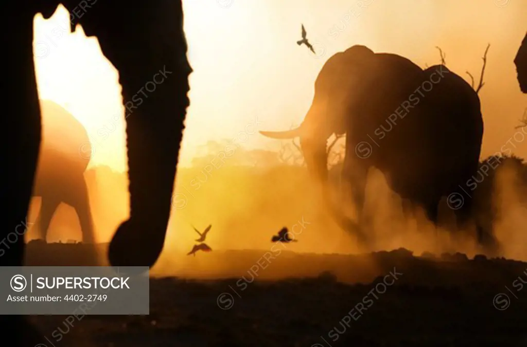 African elephants at sunset, Savuti, Botswana
