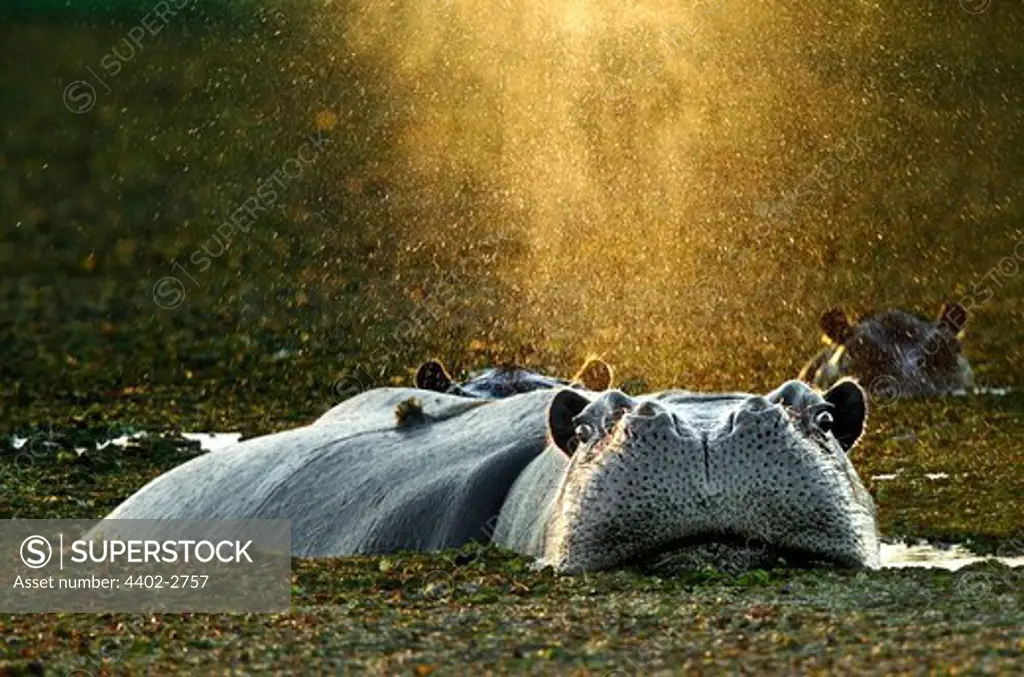 Hippopotamus bathing, Okavango Delta, Botswana