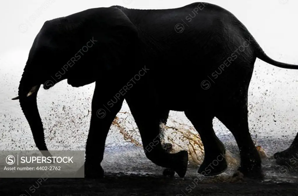 Silhoutted African elephant walking in the river, Chobe, Botswana