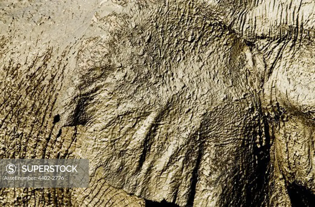 African elephant skin, Savuti, Botswana