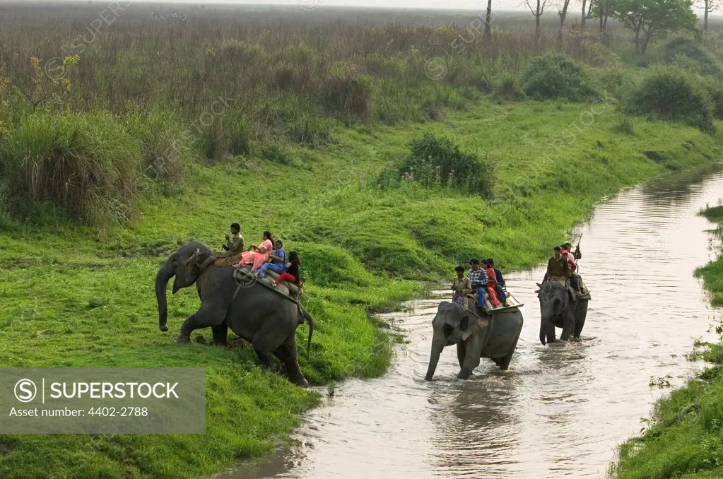 Group of people crossing a river on elephant back, Kaziranga NP, India