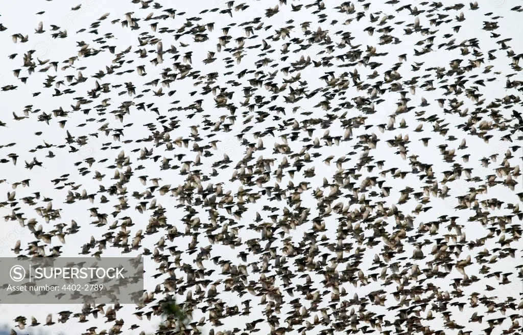 A flock of Redbilled Queleas, Savuti, Botswana