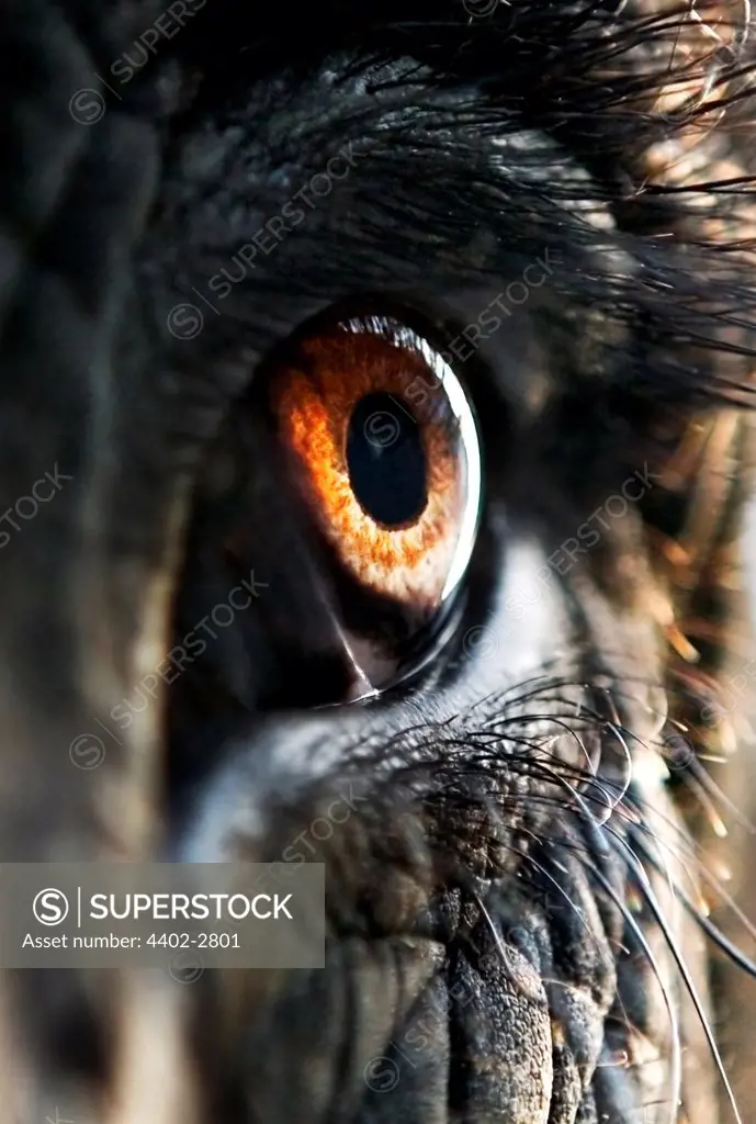 Close-up of eye of an Indian elephant, Jaipur, India