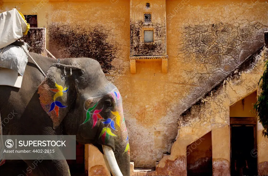 Elephant painted in preparation for the Elephant Festival, Jaipur, India