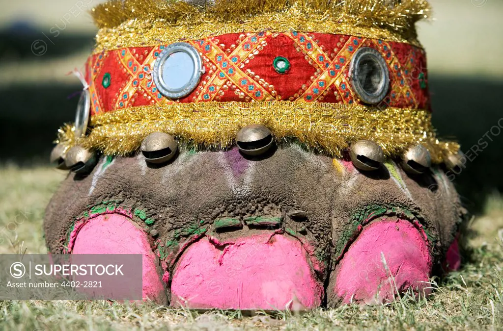 Elephant with toenails painted in preparation for the Elephant Festival, Jaipur, India
