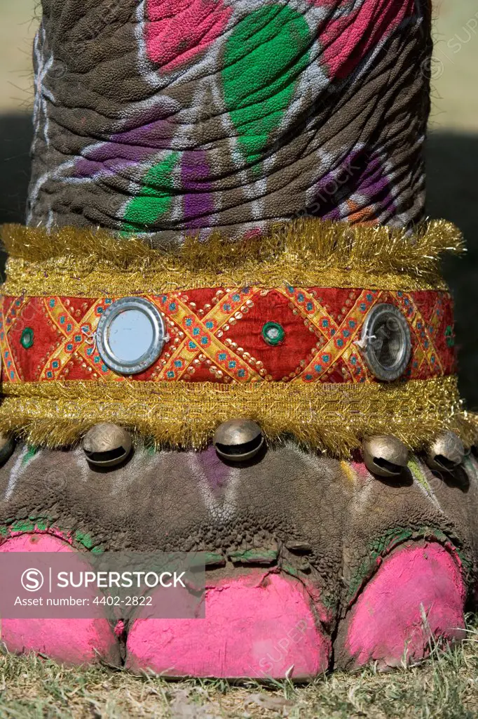 Elephant with toenails painted, and decorated in preparation for the Elephant Festival, Jaipur, India