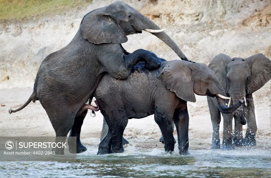 African elephants mating, Chobe river, Botswana.