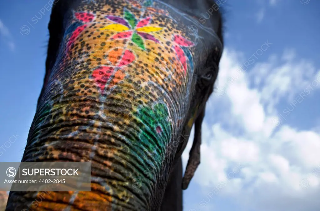 Close-up of the trunk of a painted elephant, Jaipur festival, India.