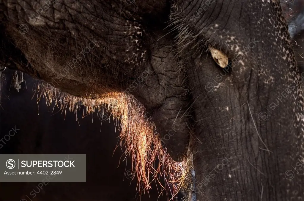 Close-up of mouth and trunk of Indian Elephant.
