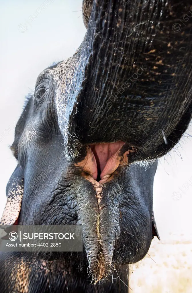 Close-up of indian elephant, Jaipur, India