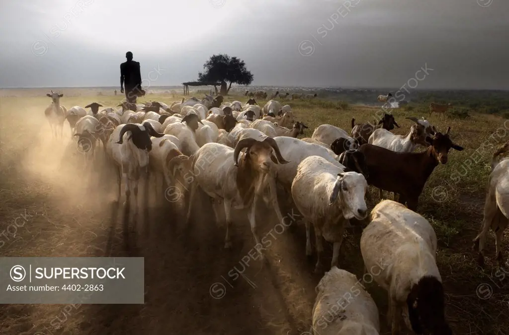 Karo tribesman herding a flock of goats, Omo delta, Ethiopia, Africa