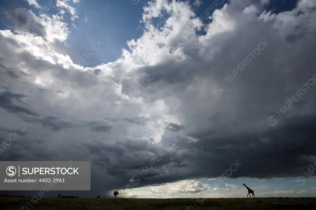 Lone giraffe against a cloudy sky, Masai Mara, Kenya