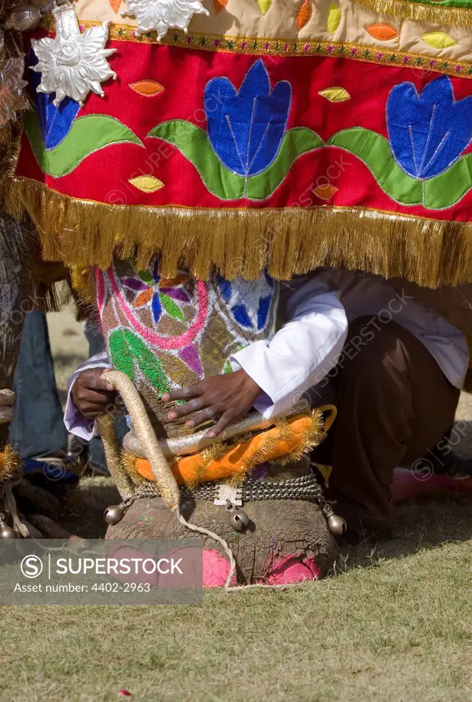 Elephant having legs decorated in preparation for the Elephant Festival, Jaipur, India