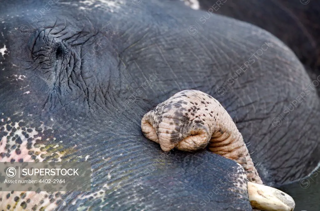 Close-up of Indian elephant bathing in the river, Jaipur, India