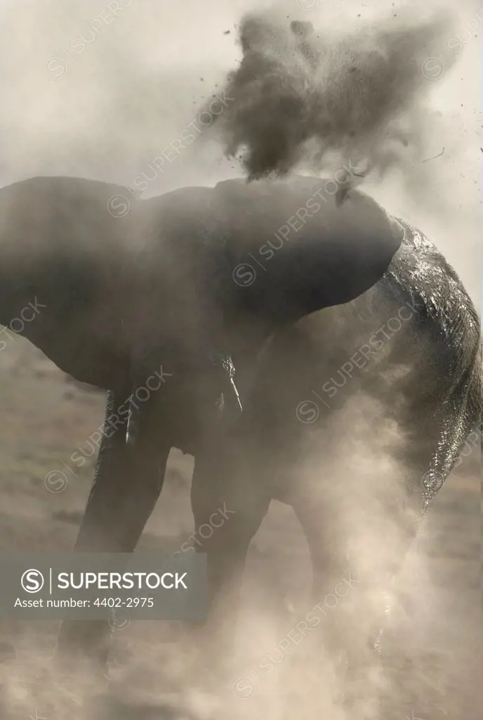 African elephant dust-bathing, Chobe, Botswana.