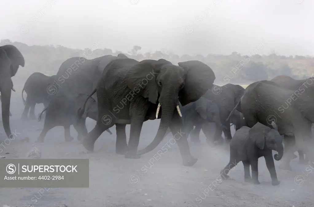 African elephant family, Chobe, Botswana