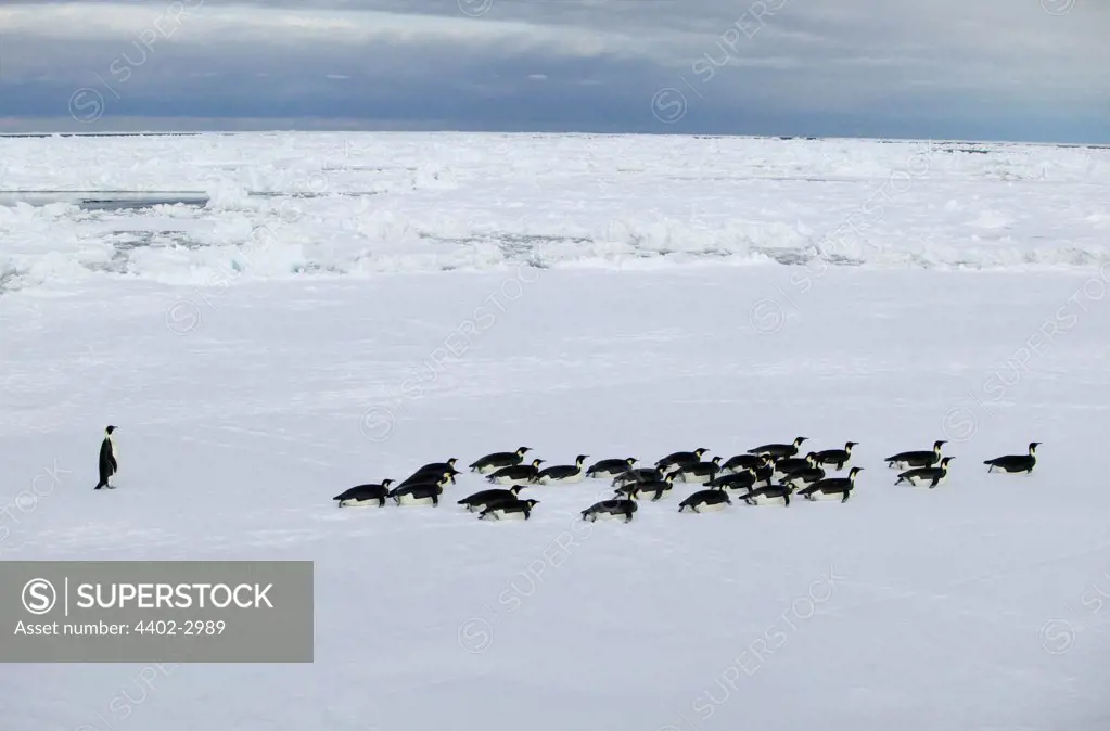 Emperor Penguins tobogganing, Coulman Island, Antarctica