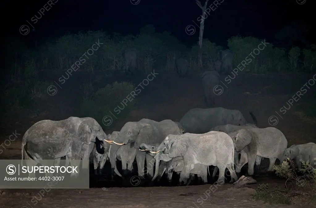 African elephants at waterhole at night, Savute, Botswana