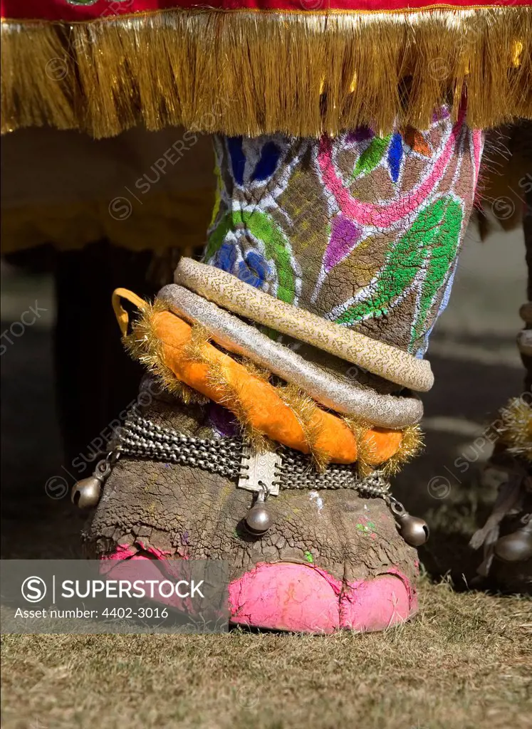 Elephant with toenails painted in preparation for the Elephant Festival, Jaipur, India