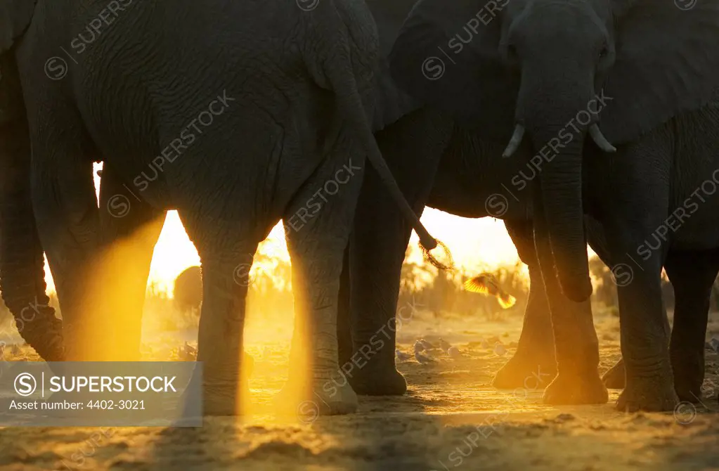 Close up of African elephants at sunrise, Savute, Botswana