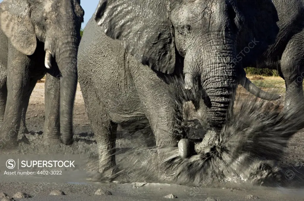African elephants at waterhole, Savute, Botswana.
