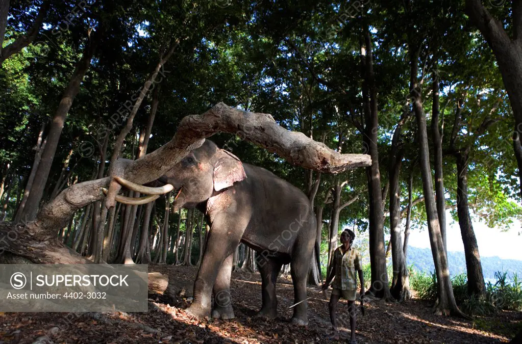 Indian elephant lifting tree trunk, Andamans, India