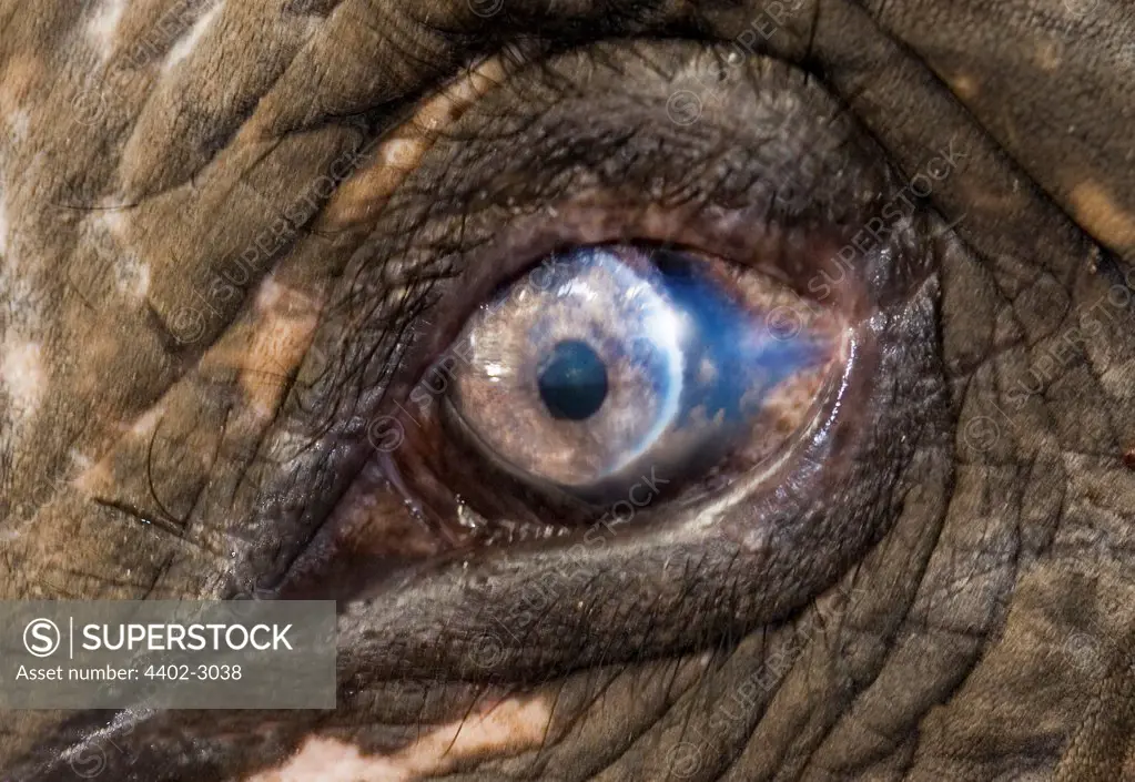 Close-up of elephant's eye, Andamans, India