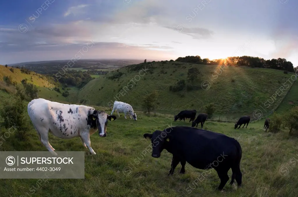 Cows on the Devils Kneading Trough at sunset, North Downs, near Wye and Brook, Kent
