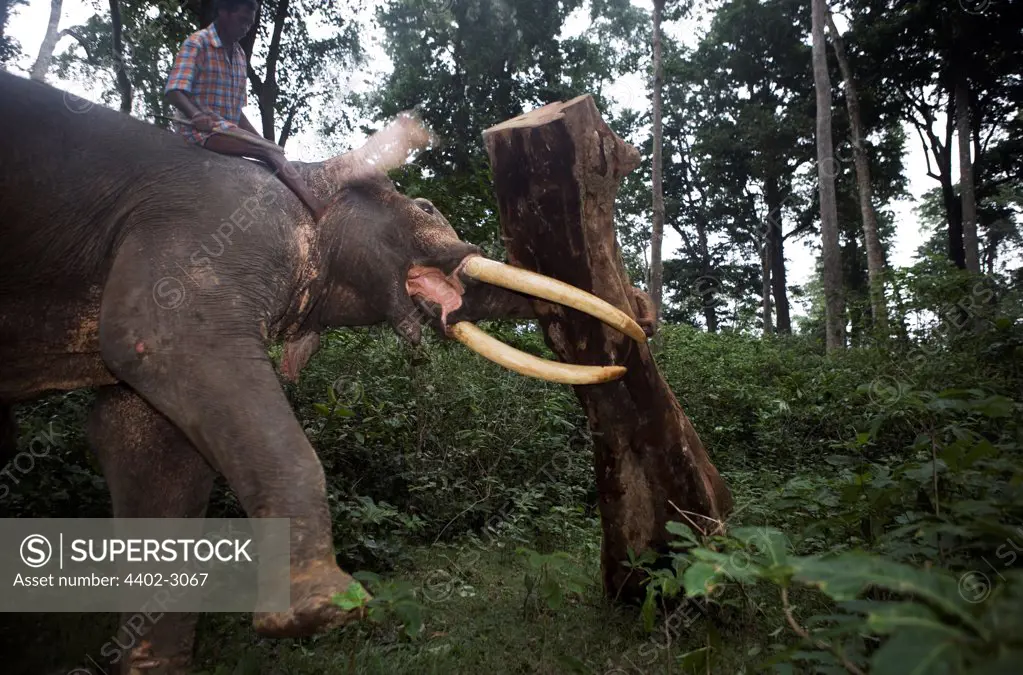 Indian elephant lifting tree trunk, Andamans, India