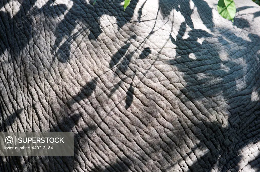 Indian elephant skin with shadows from tree, Andaman Islands