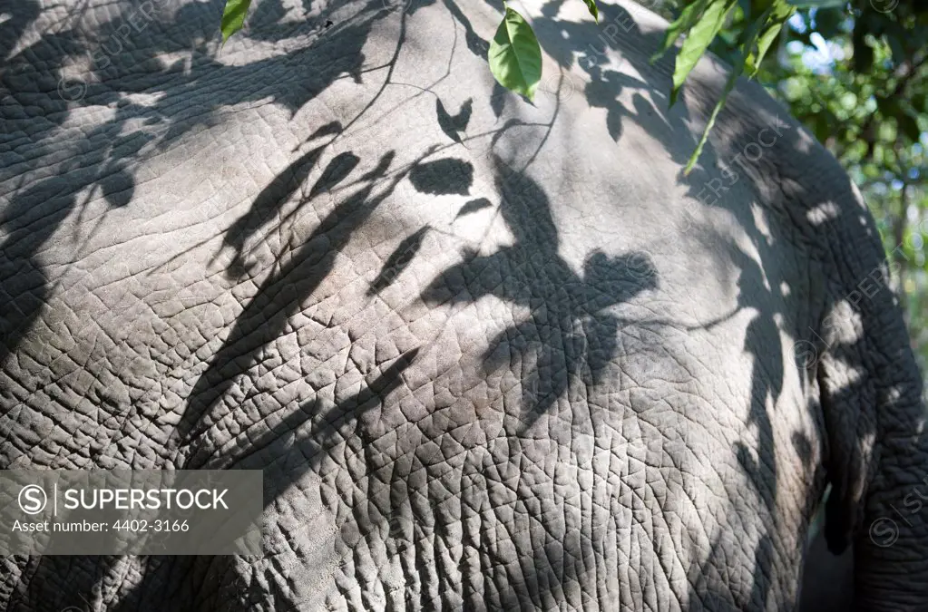 Indian elephant skin with shadows from tree, Andaman Islands
