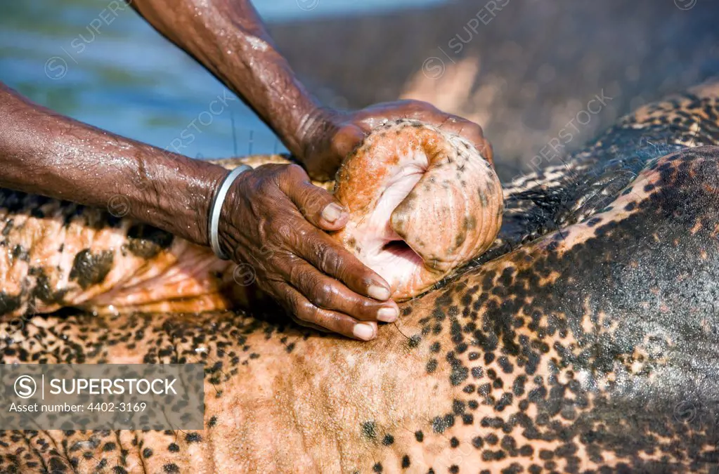 Elephant being washed, Andaman Islands