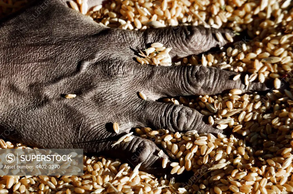 woman's hand with grain, Ethiopia