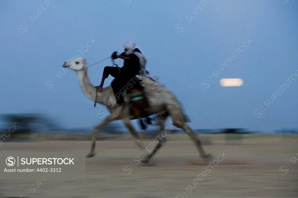 Camal racing, Gerewol festival, north of Abalak, Niger