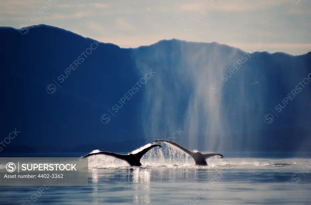 Pair of humpback whales sounding, Icy Strait, Southeast Alaska