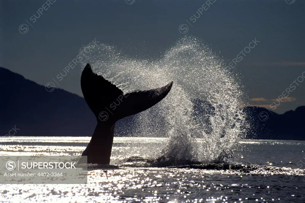Humpback whale lobtailing, Icy Strait, Southeast Alaska