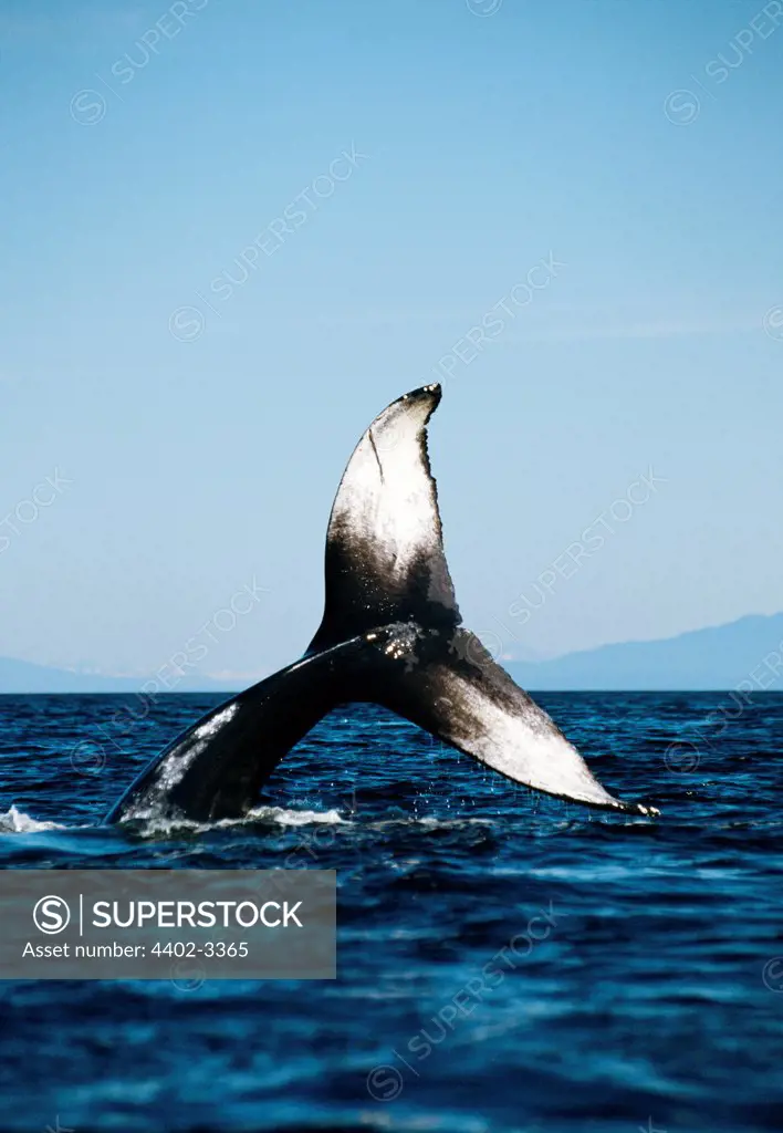 Humpback whale lobtailing, Chatham Strait, Southeast Alaska
