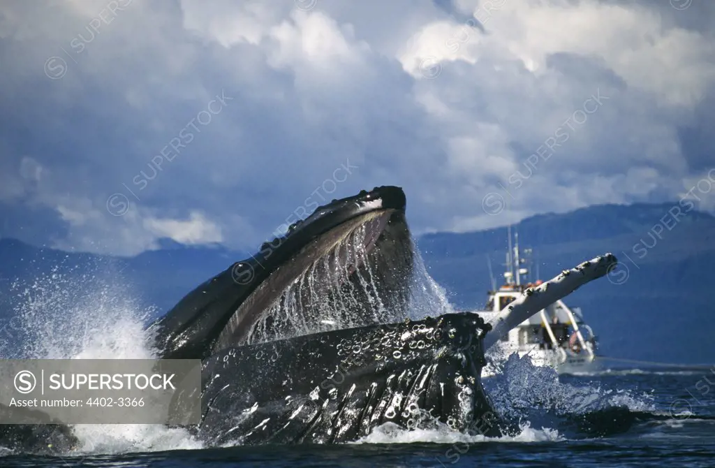 Humpback Whale bubblenet feeding, Chatham Straits, Southeast. Alaska