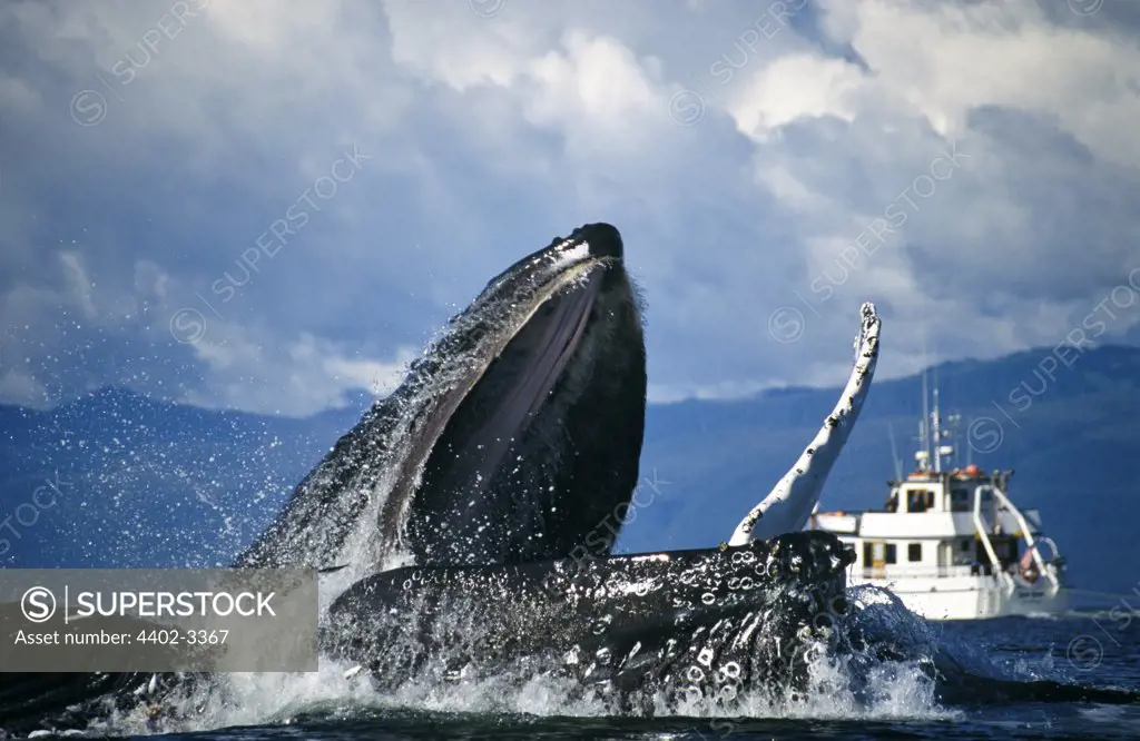 Humpback Whales bubblenet feeding, Chatham Straits, Southeast. Alaska