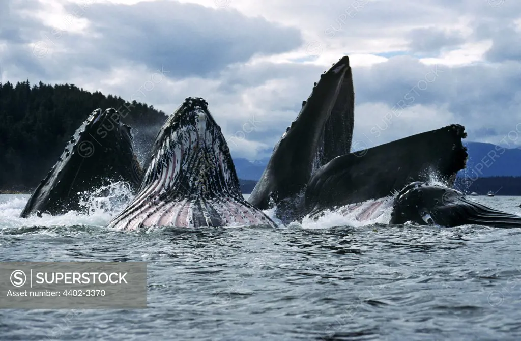 Humpback Whales feeding, Chatham Straits, Southeast. Alaska