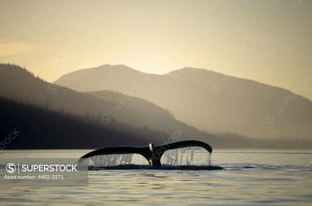 Humpback Whale sounding, Chatham Straits, Southeast. Alaska