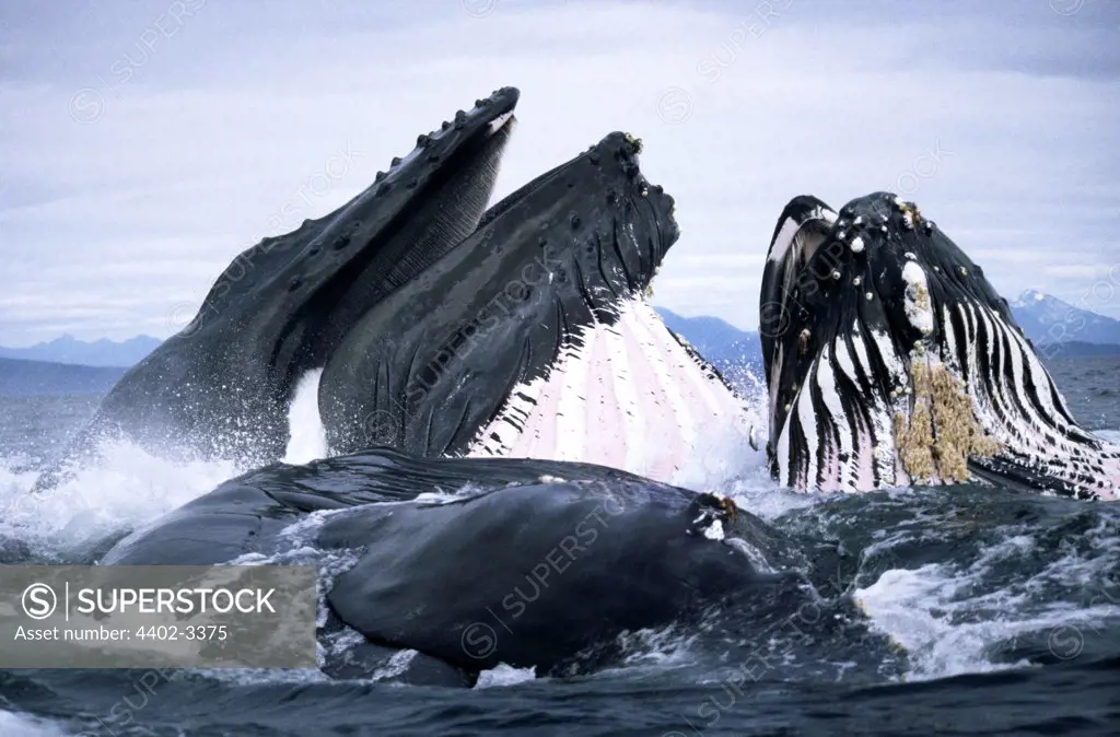 Humpback Whales lunge feeding,  Frederick Sound, Southeast Alaska