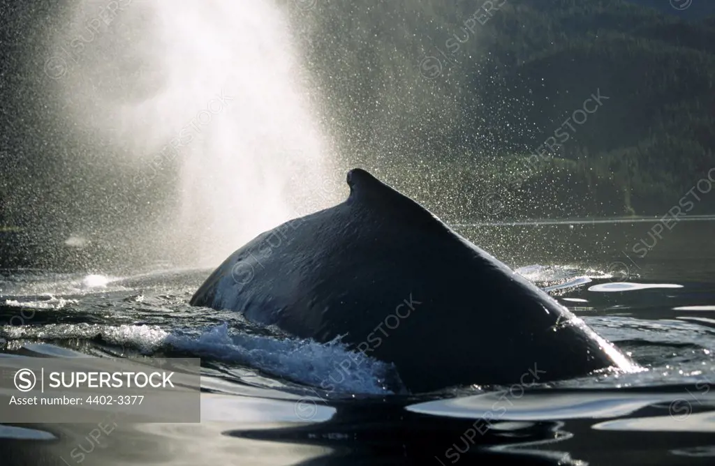 Humpback Whale surfacing and blowing, Tenakee Inlet, Southeast Alaska