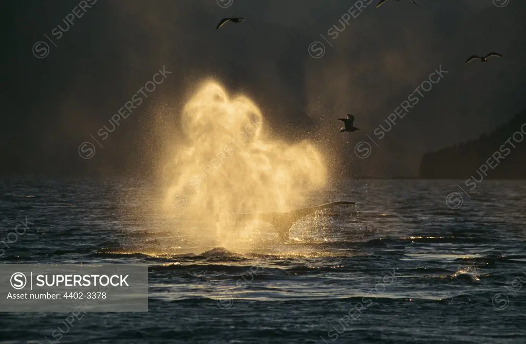 Humpback Whale blowing, Tenakee Inlet, South East Alaska