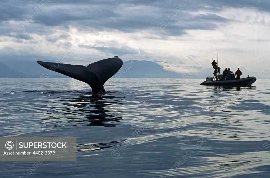Humpback Whale sounding, watched by researchers, Alaska