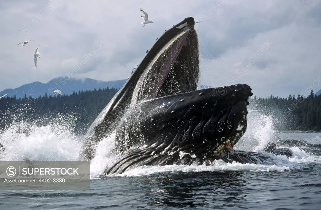 Humpback whale lunge feeding, Lyoukeencove, Chatham Strait, Southeast Alaska