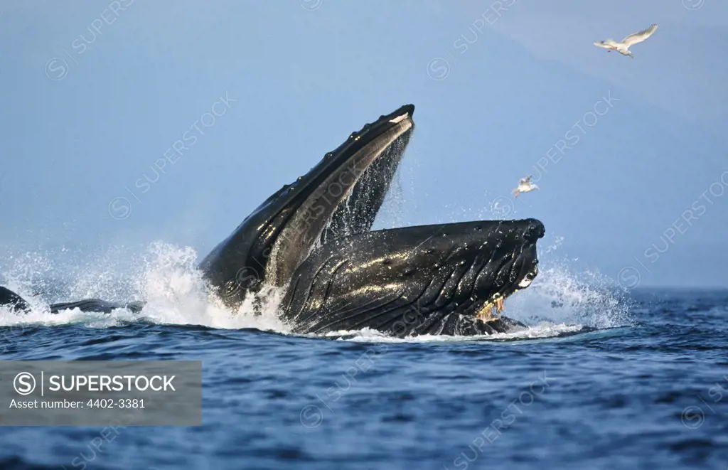 Humpback Whale lunge feeding, Chatham Strait, Southeast Alaska
