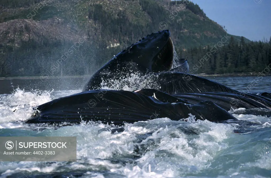 Humpback Whales lunge feeding, Frederick Sound, Southeast Alaska