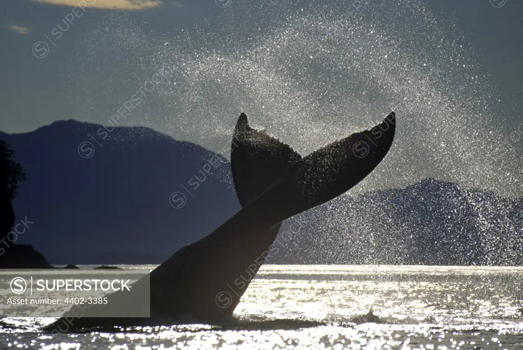 Humpback Whale lobtailing, Icy Straits, Southeast Alaska